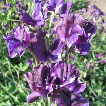 Lathyrus odoratus 'Navy Blue' 