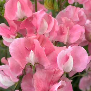 Lathyrus odoratus Mammoth 'Rose Pink'