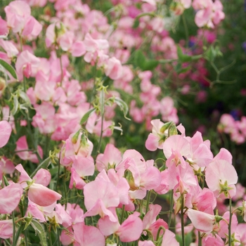 Lathyrus odoratus Mammoth 'Salmon Cream'