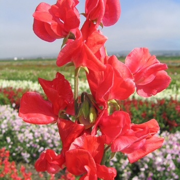 Lathyrus odoratus Mammoth 'Scarlet'