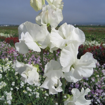 Lathyrus odoratus 'White' 