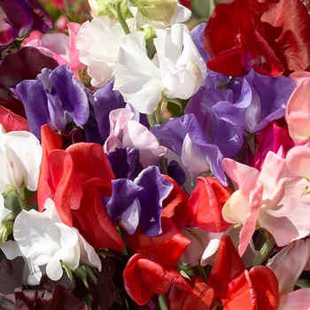 Lathyrus odoratus 'Winter Elegance Mix'