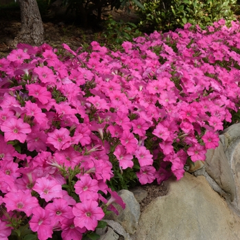 Petunia 'Carpet Pink' 