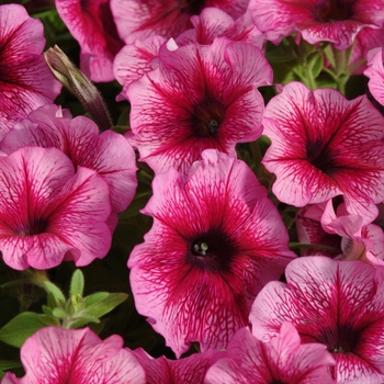 Petunia 'Carpet Plum' 