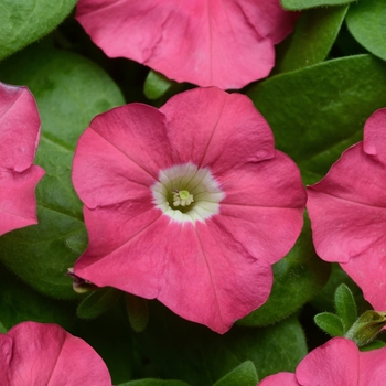 Petunia 'Carpet Rose' 