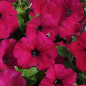 Petunia 'Carpet Velvet' 