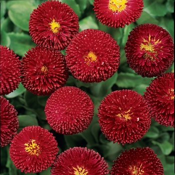 Bellis perennis Bellissima™ Red