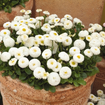 Bellis perennis Bellissima™ White