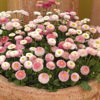 Bellis perennis Bellissima™ Rose Bicolor