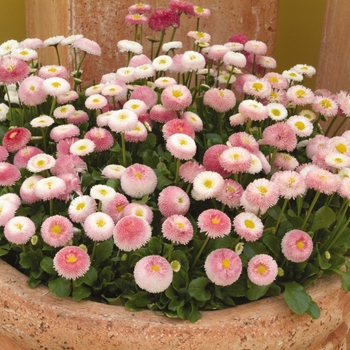 Bellis perennis