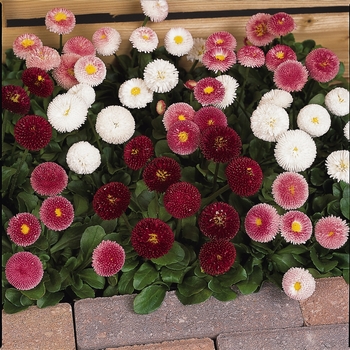 Bellis perennis Bellissima™ Mix