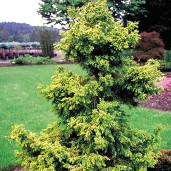 Chamaecyparis obtusa 'Sunny Swirl' 