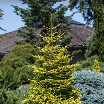 Picea orientalis 'Firefly' 