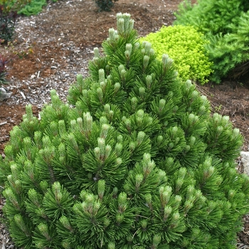 Pinus heldreichii (leucodermis) 'Banderica' 