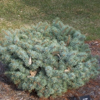 Picea pungens 'Christina' 