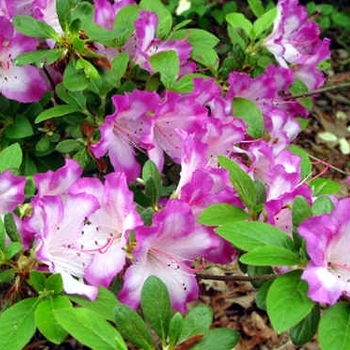 Rhododendron 'Fawn' 