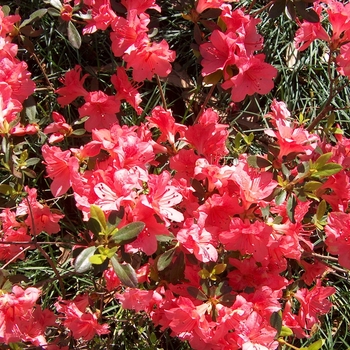 Rhododendron 'Fashion' 