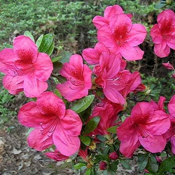 Rhododendron 'Red Slipper' 