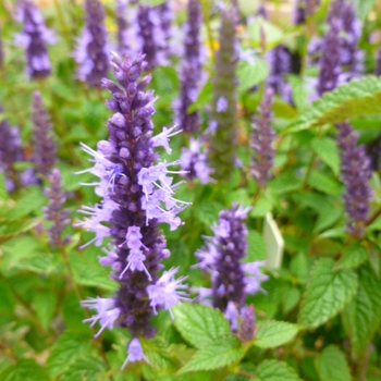 Agastache rugosa 'Little Adder' 