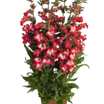 Penstemon hartwegii 'Peptalk Red' 