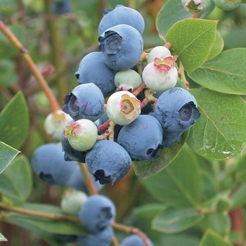 Vaccinium ashei 'Powder Blue' 