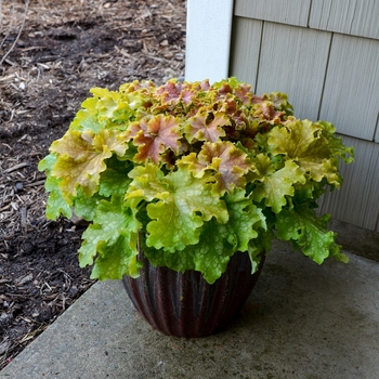 Heuchera Dolce® 'Apple Twist'