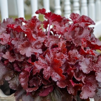 Heuchera 'Cherry Truffles' 