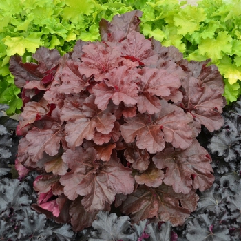 Heuchera Primo® 'Mahogany Monster'