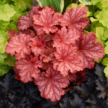 Heuchera Primo® 'Peachberry Ice'