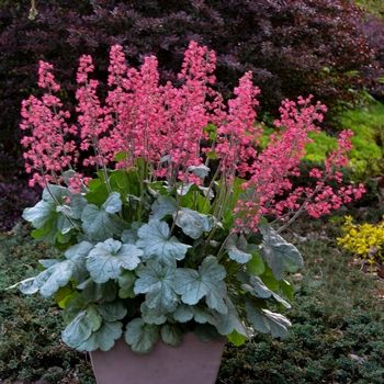 Heuchera 'Spearmint' PPAF