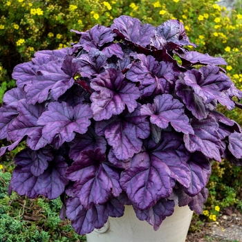 Heuchera Dolce® 'Wildberry'