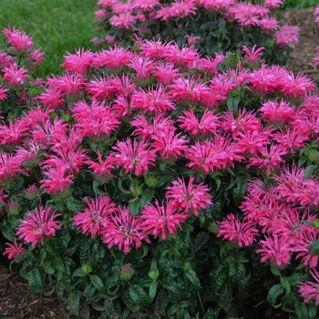 Monarda 'Electric Neon Pink'