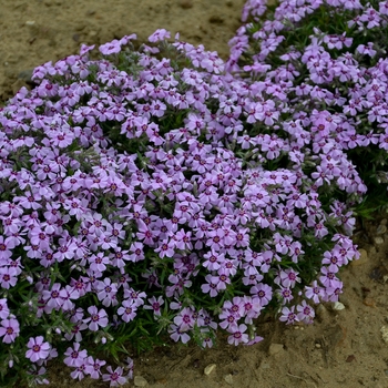 Phlox subulata 'Eye Candy' PPAF