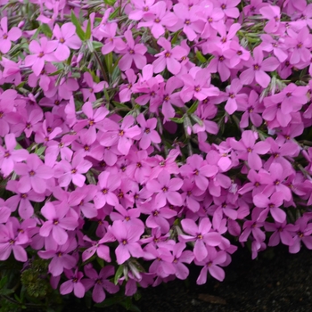 Phlox 'Magenta Sprite' 