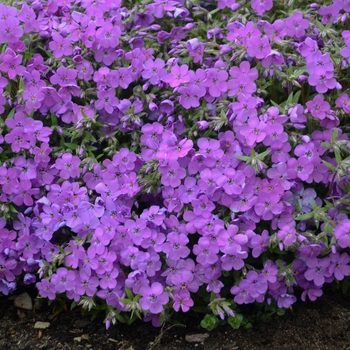 Phlox 'Purple Sprite' PPAF, Can PBRAF