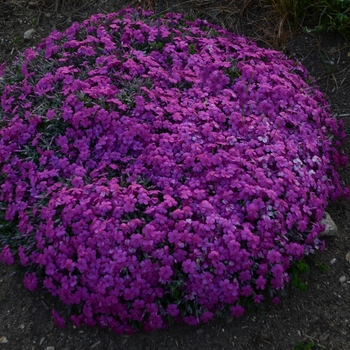 Phlox subulata 'Violet Blue' 