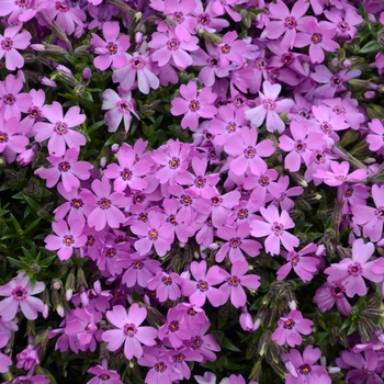 Phlox subulata 'Pink' 