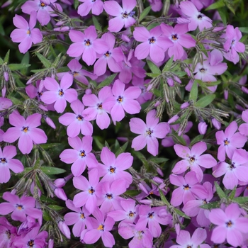 Phlox 'Rose Sprite' PPAF, Can PBRAF