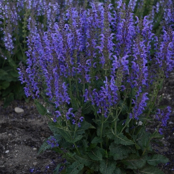 Salvia 'Indiglo Girl' PPAF, Can PBRAF