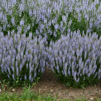 Salvia nemorosa 'Perfect Profusion' PPAF, Can PBRAF