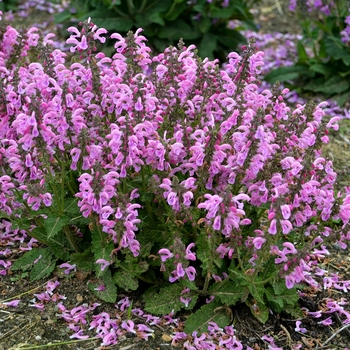 Salvia pratensis 'Sweet Petite' PPAF