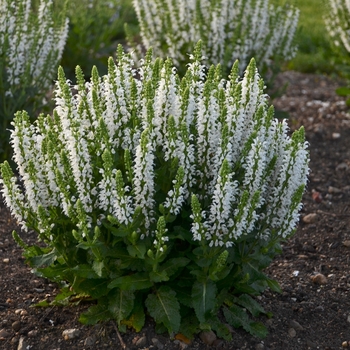 Salvia nemorosa 'Bumblesnow' PPAF