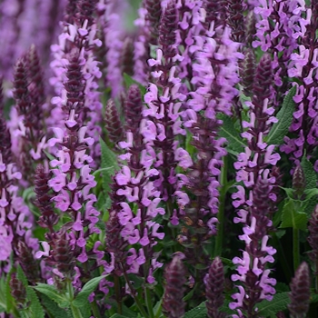 Salvia nemorosa 'Pink Profusion'