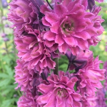 Delphinium elatium 'Flamenco' 