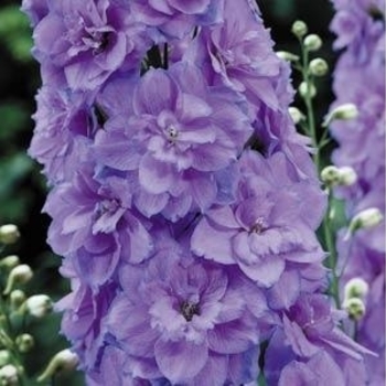 Delphinium elatium 'Wishful Thinking' PP13010