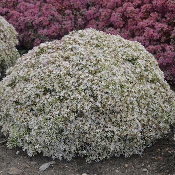 Sedum 'Bundle of Joy' 