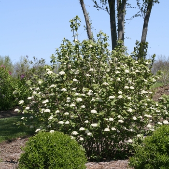 Viburnum x rhytidophylloides 'Red Balloon®'