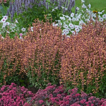 Agastache 'Peachie Keen'