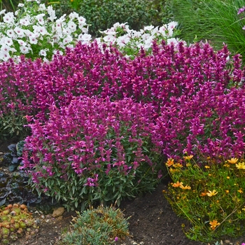 Agastache 'Rosie Posie' 