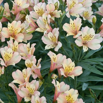 Alstroemeria 'Inca Ice™' 